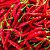 Chilli papričky na rast vlasov – Recepty na výrobu domácich produktov